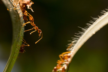 Ant action standing.Ant bridge unity team,Concept team work together