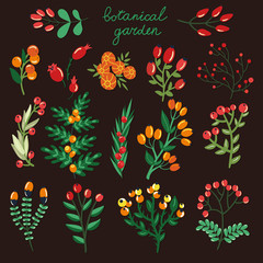 Vector set of hand drawing branches with berries. Beautiful floral elements for your design. Botanical garden collection.