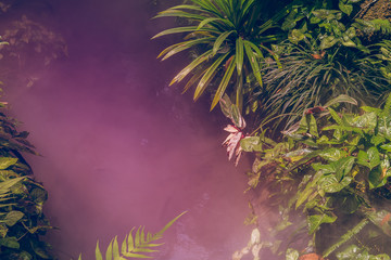 Obraz na płótnie Canvas Tropical Jungle in Sunrays
