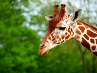 Girafe
