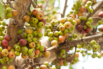 Cluster Fig on tree (Ficus racemosa Linn.)