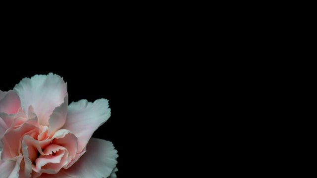 カーネーションの開花（タイムラプス）