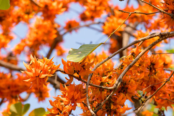 Bastard teak flower (Flame of the forest)