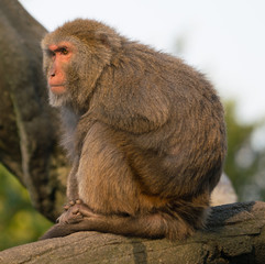 Formosan rock macaque monkey looking at sunset
