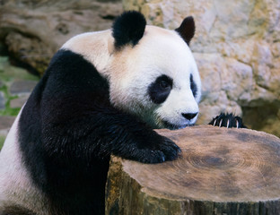 Giant panda bear close-up with visible claws