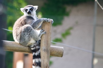 ワオキツネザル