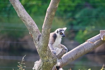 ワオキツネザル