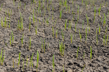 Young green shoots in orderly rows on the bed