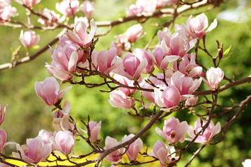 Beautiful branches of magnolia x soulangeana with the characteristic tulip shaped pink purple blossoms on blurred background