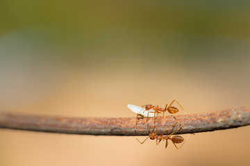 Red ant,Weaver Ants (Oecophylla smaragdina),Action of ant carry food