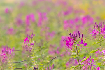 Spider flower in the garden