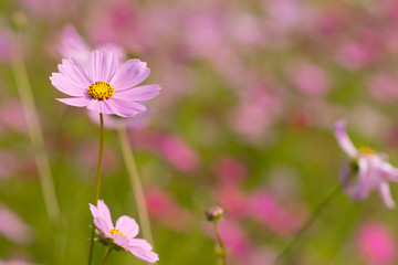 Cosmos flower, beautiful cosmos flowers with color filters and noon day sun