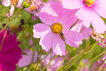 Obraz premium Bee collects pollen from pink flowers cosmos in the garden