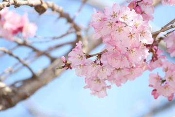 さくら
