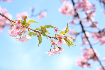 さくら