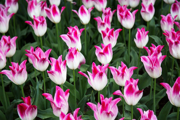 Fototapeta premium Pink and White Tulip Field
