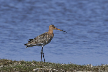 Black-tailed godwit (Limosa limosa)