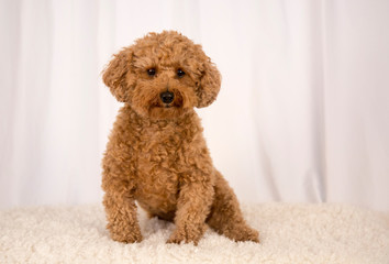 Indy Poodle Puppy with Plain White Background