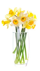  Flower narcissus