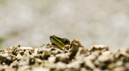 Closeup green lizard-gecko- hiding behind the wall/ Creepy in the wild nature. Wild life next to man