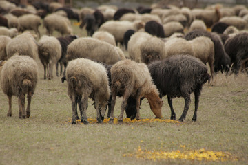 Obraz premium sheep