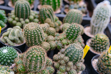 Group of cactus in a pot