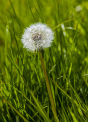 Dandelion puffball in fresh grass
