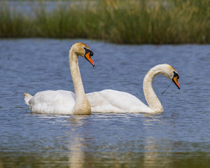 A pair of swans feeding on underwater grasses in a winter-flooded valley