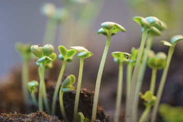 leaf mustard greens grow at vegetable garden