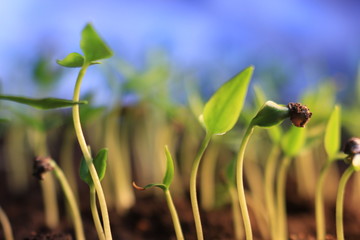 small pepper plants growing germination springtime growth on blue background