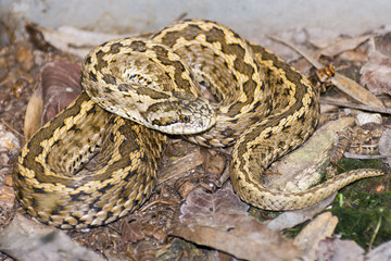 Viper on the ground