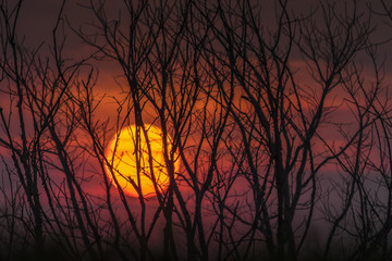 silhouette trees on mountain in spooky sunset sky atmosphere.