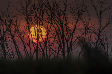 silhouette trees on mountain in spooky sunset sky atmosphere.