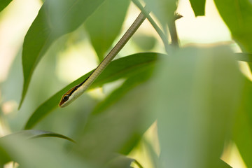 Macro  bronzeback snake, tree snake