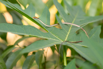 Macro  bronzeback snake, tree snake
