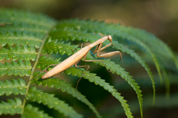 European Mantis or Praying Mantis, Mantis religiosa, on leaf