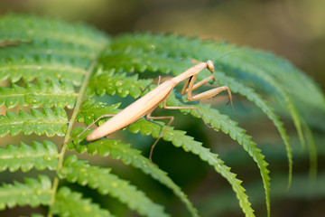European Mantis or Praying Mantis, Mantis religiosa, on leaf