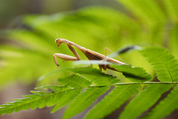 European Mantis or Praying Mantis, Mantis religiosa, on leaf