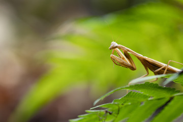 European Mantis or Praying Mantis, Mantis religiosa, on leaf