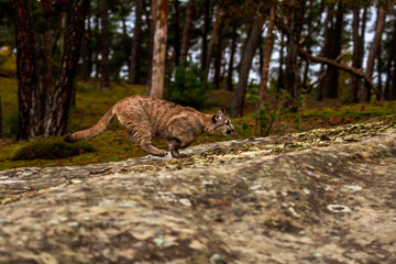 An endangered Florida PantherCougar(Puma concolor)
