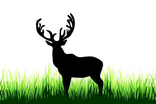 Vector silhouette of deer on a meadow on white background.