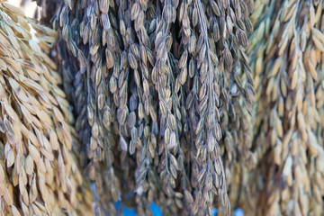 rice grain,rice paddy background,Close up