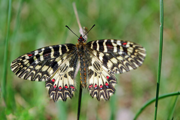 Fototapeta na wymiar butterfly on a sunny meadow. spring butterflies. southern festoon.