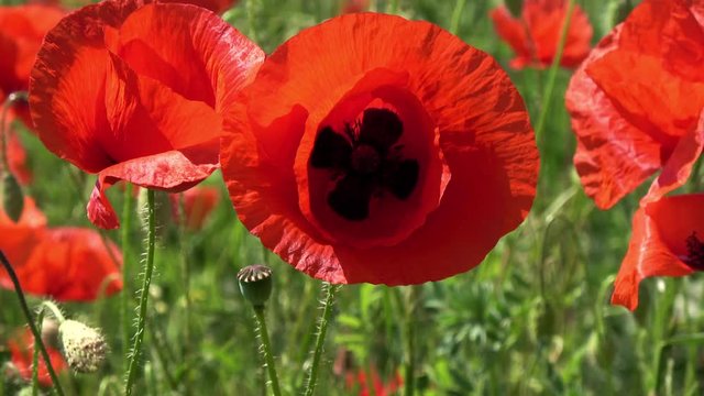 ein sch&ouml;nes Feld mit vielen Mohnblumen, eine Mohnblume in Nahaufnahme