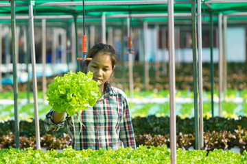 Women farmer taking care  vegetables in  hydroponics farm