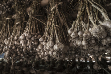 Garlic bunch hanging to dry after harvest
