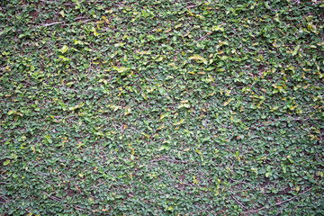 Obraz premium Green leaf background