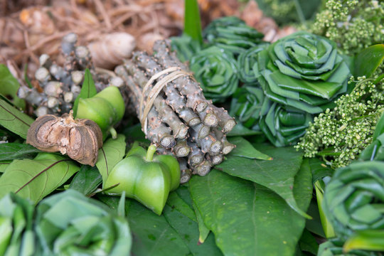 Herb .ingredient, heart leaf moonseed herb for healthy, Tinospora cordifolia (Willd)., Menispermaceae