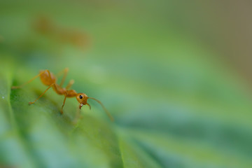 Ant action standing.Ant bridge unity team