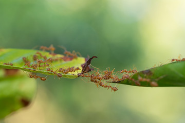 Ant action standing.Ant bridge unity team